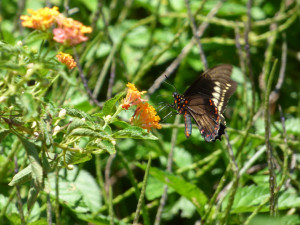 Androgenous swallowtail