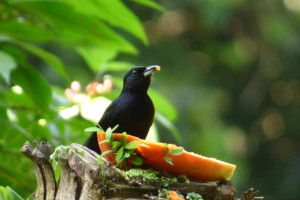 White-lined tanager
